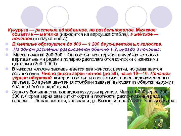 Кукуруза — растение однодомное, но раздельнополое. Мужское соцветие — метелка (находится на верхушке стебля),