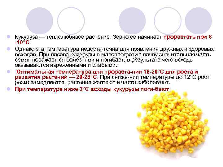 l Кукуруза — теплолюбивое растение. Зерно ее начинает прорастать при 8 10°С. l Однако