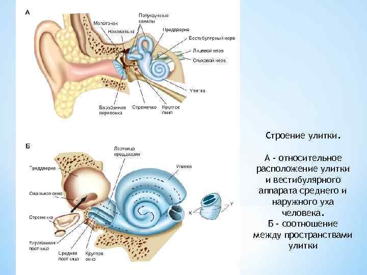 Строение уха и вестибулярного аппарата. Структуры уха и вестибулярного аппарата. Вестибулярный аппарат 8 класс биология. Схема слухового и вестибулярного аппарата.