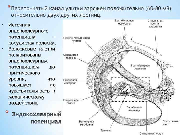 *Перепончатый канал улитки заряжен положительно (60 -80 м. В) относительно двух других лестниц. •