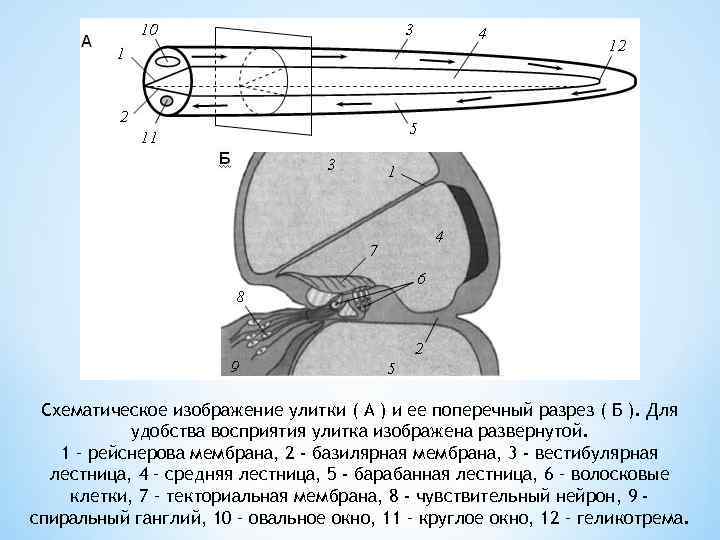 Схематическое изображение улитки ( А ) и ее поперечный разрез ( Б ). Для