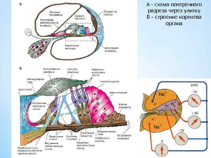 А - схема поперечного разреза через улитку Б - строение кортиева органа 