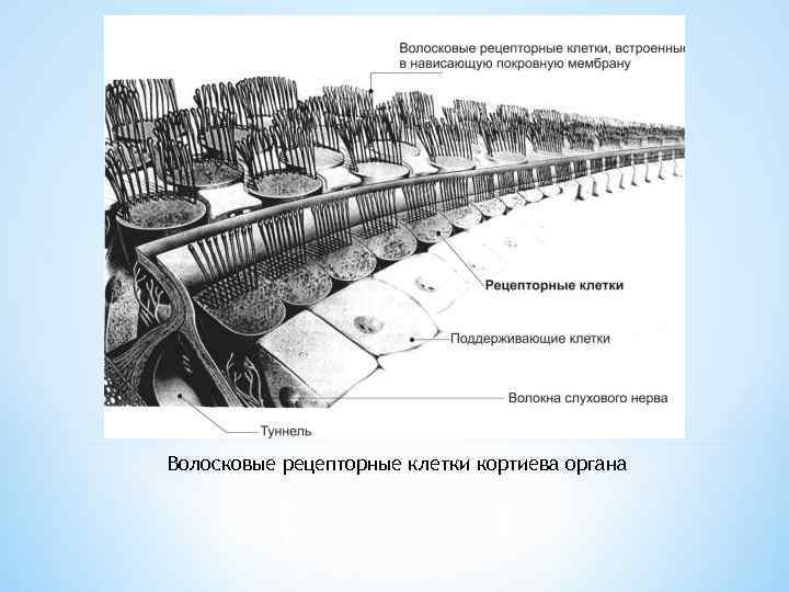 Волосковые рецепторные клетки кортиева органа 