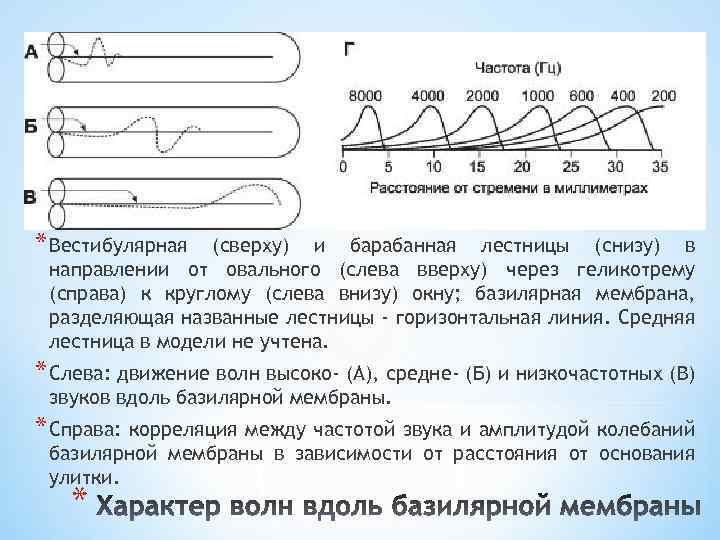 * Вестибулярная (сверху) и барабанная лестницы (снизу) в направлении от овального (слева вверху) через