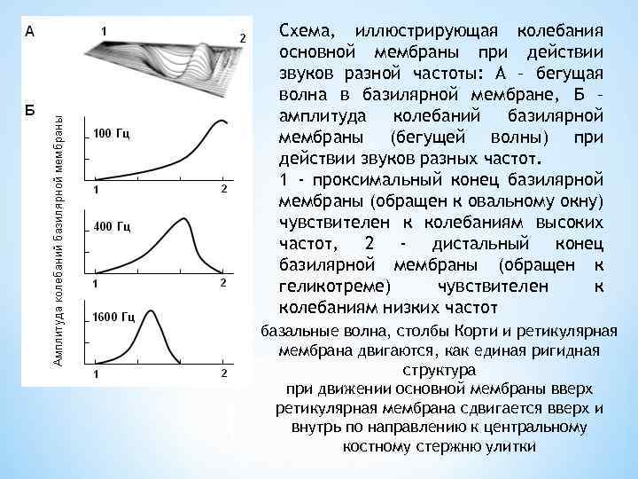 Схема, иллюстрирующая колебания основной мембраны при действии звуков разной частоты: А – бегущая волна