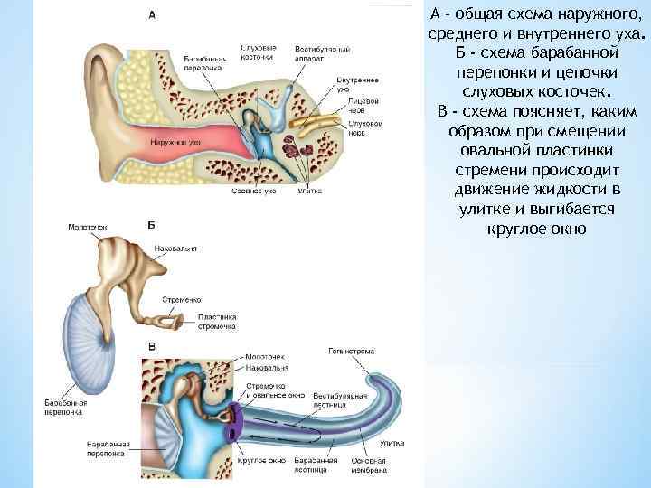 А - общая схема наружного, среднего и внутреннего уха. Б - схема барабанной перепонки