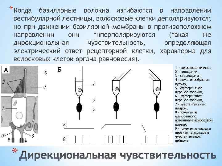 *Когда базилярные волокна изгибаются в направлении вестибулярной лестницы, волосковые клетки деполяризуются; но при движении