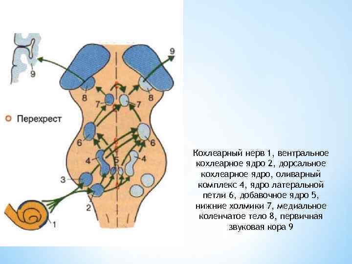 Кохлеарный нерв 1, вентральное кохлеарное ядро 2, дорсальное кохлеарное ядро, оливарный комплекс 4, ядро