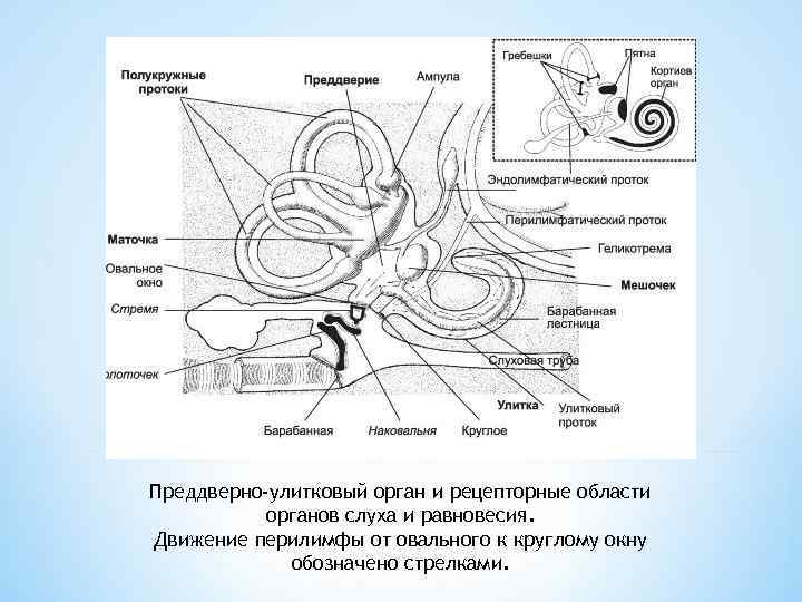 Преддверно-улитковый орган и рецепторные области органов слуха и равновесия. Движение перилимфы от овального к