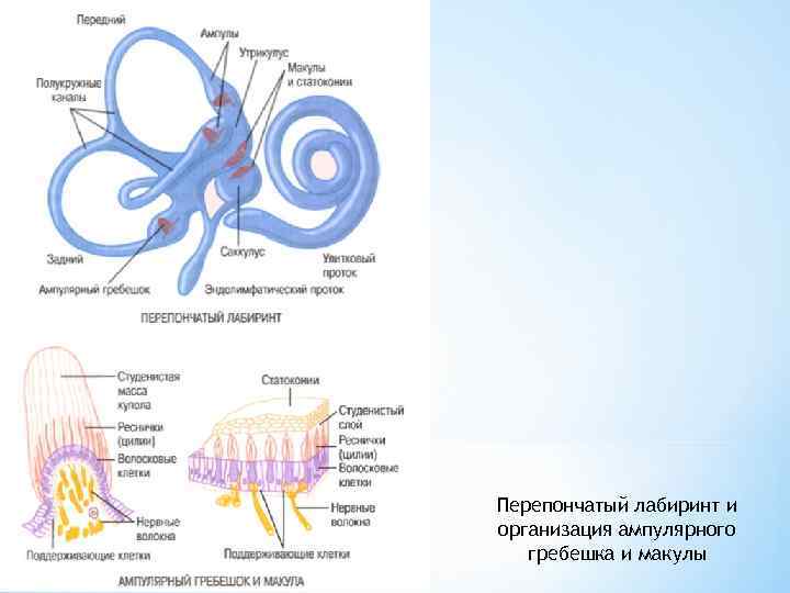 Перепончатый лабиринт и организация ампулярного гребешка и макулы 