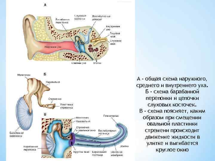 А - общая схема наружного, среднего и внутреннего уха. Б - схема барабанной перепонки