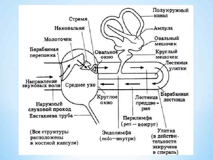 Схема анализатора слуха