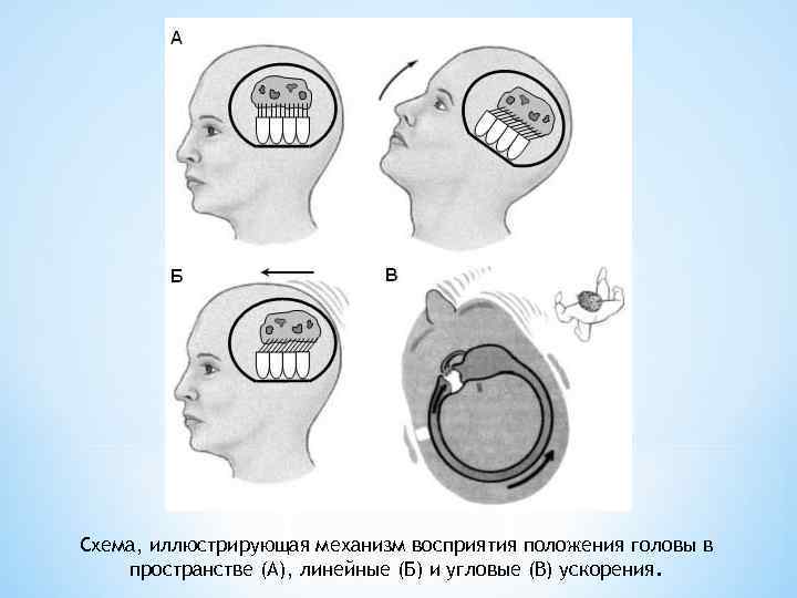 Схема, иллюстрирующая механизм восприятия положения головы в пространстве (А), линейные (Б) и угловые (В)