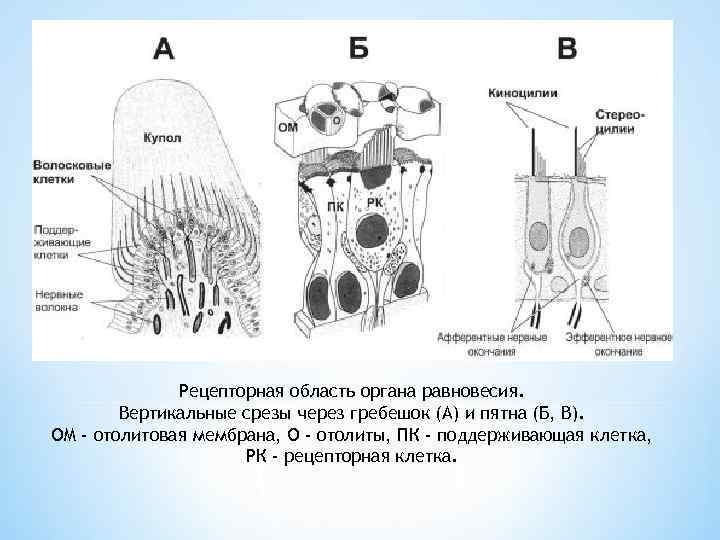 Рецепторная область органа равновесия. Вертикальные срезы через гребешок (А) и пятна (Б, В). ОМ