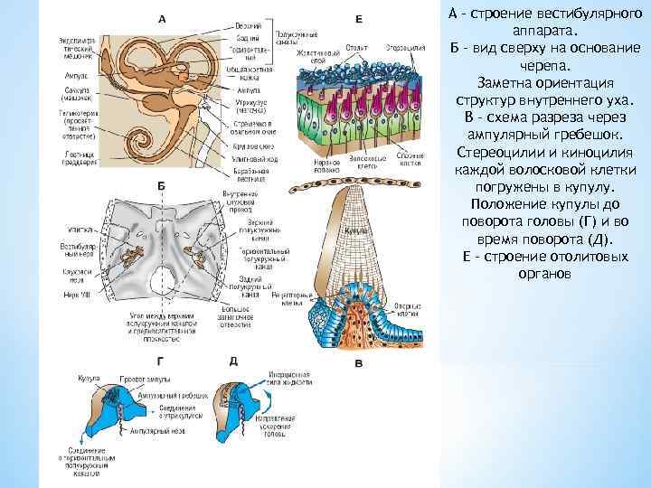 А - строение вестибулярного аппарата. Б - вид сверху на основание черепа. Заметна ориентация