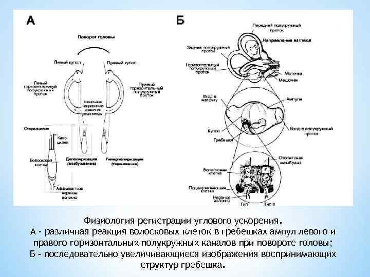 Физиология регистрации углового ускорения. А - различная реакция волосковых клеток в гребешках ампул левого