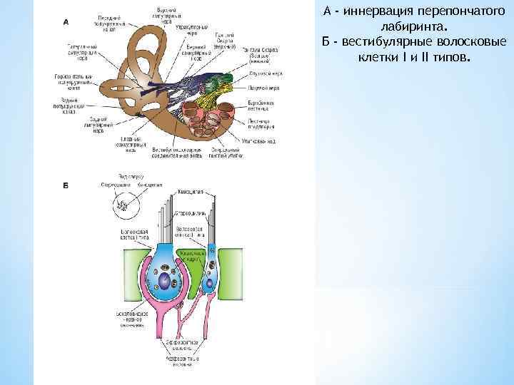 А - иннервация перепончатого лабиринта. Б - вестибулярные волосковые клетки I и II типов.