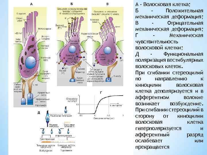 А - Волосковая клетка; Б Положительная механическая деформация; В Отрицательная механическая деформация; Г Механическая