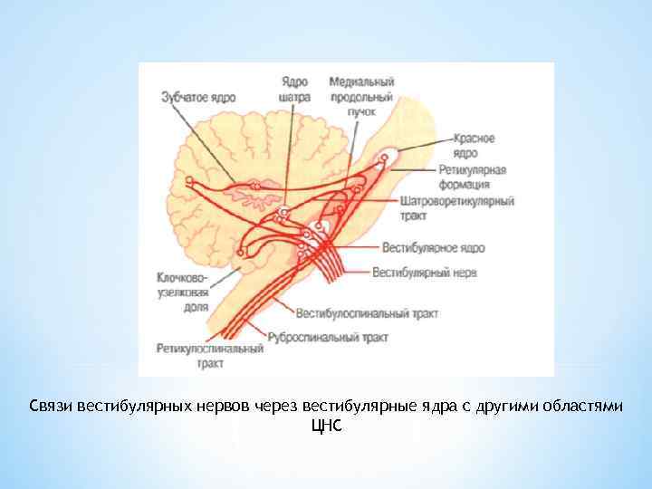 Связи вестибулярных нервов через вестибулярные ядра с другими областями ЦНС 