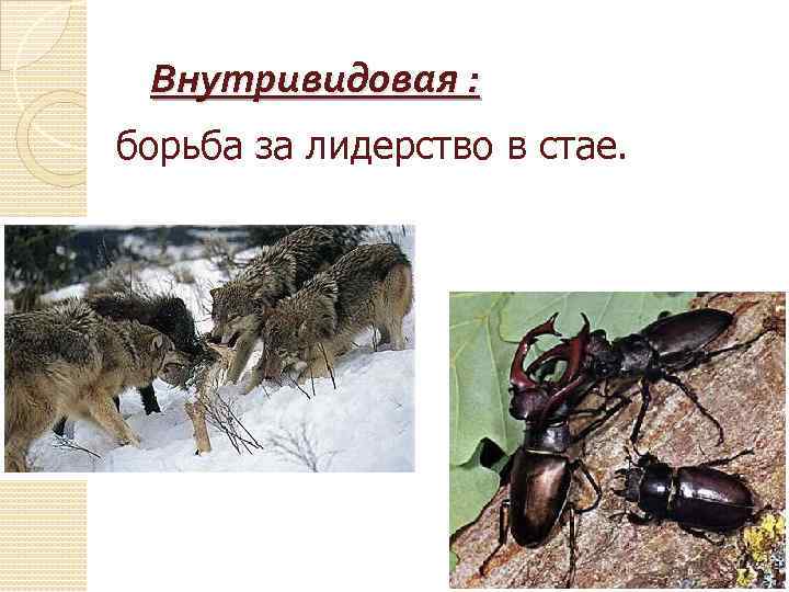 Внутривидовая : борьба за лидерство в стае. 