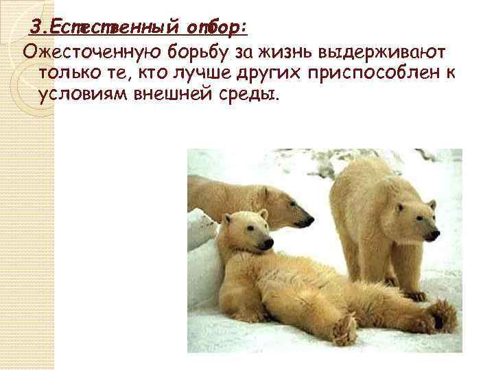 3. Естественный отбор: Ожесточенную борьбу за жизнь выдерживают только те, кто лучше других приспособлен