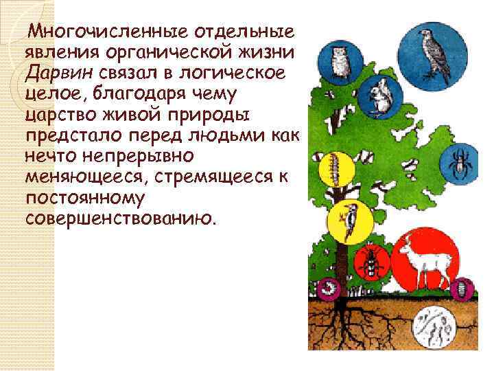 Многочисленные отдельные явления органической жизни Дарвин связал в логическое целое, благодаря чему царство живой