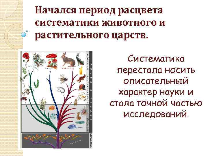 Начался период расцвета систематики животного и растительного царств. Систематика перестала носить описательный характер науки