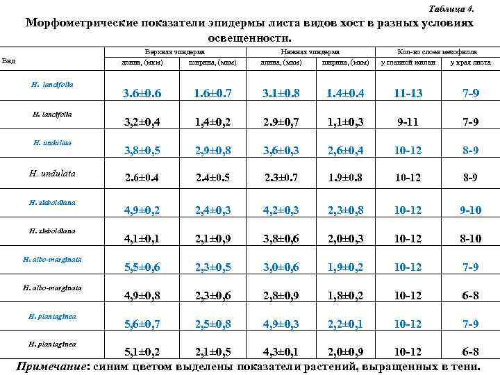 Таблица 4. Морфометрические показатели эпидермы листа видов хост в разных условиях освещенности. Верхняя эпидерма