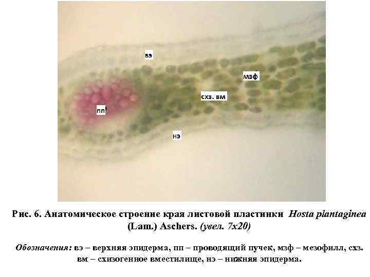 Рис. 6. Анатомическое строение края листовой пластинки Hosta plantaginea (Lam. ) Aschers. (увел. 7