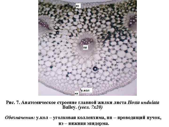 Рис. 7. Анатомическое строение главной жилки листа Hosta undulatа Bailey. (увел. 7 x 20)