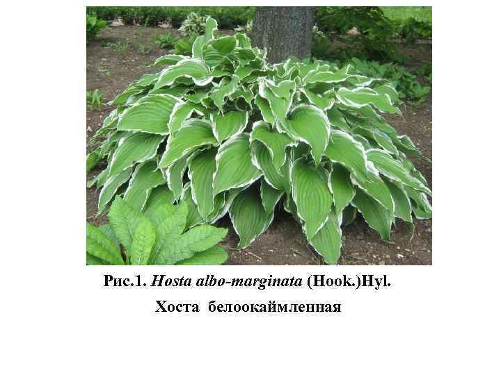 Рис. 1. Hosta albo-marginata (Hook. )Hyl. Хоста белоокаймленная 