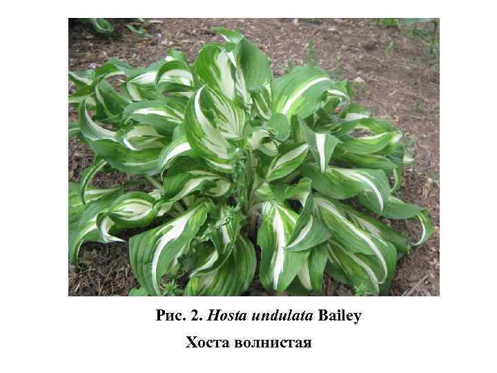 Рис. 2. Hosta undulata Bailey Хоста волнистая 