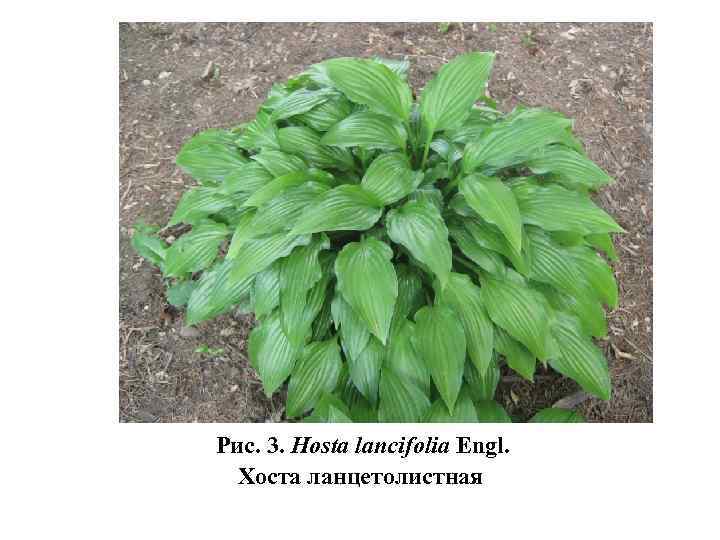 Рис. 3. Hosta lancifolia Engl. Хоста ланцетолистная 