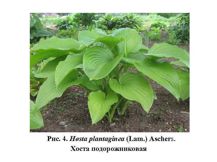 Рис. 4. Hosta plantaginea (Lam. ) Aschers. Хоста подорожниковая 