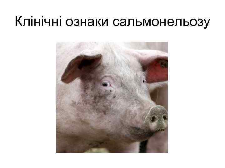 Клінічні ознаки сальмонельозу 