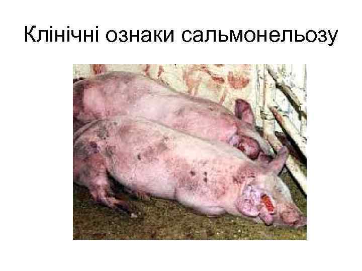 Клінічні ознаки сальмонельозу 