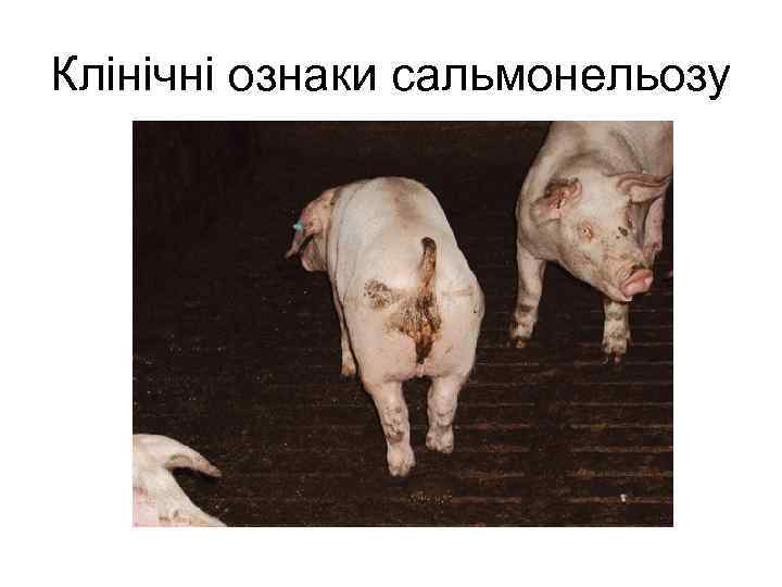 Клінічні ознаки сальмонельозу 