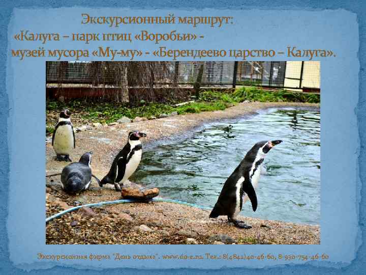 Экскурсионный маршрут: «Калуга – парк птиц «Воробьи» музей мусора «Му-му» - «Берендеево царство –