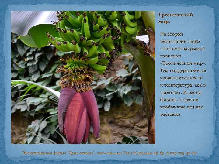 Тропический мир. На второй территории парка птиц есть закрытый павильон – «Тропический мир» .