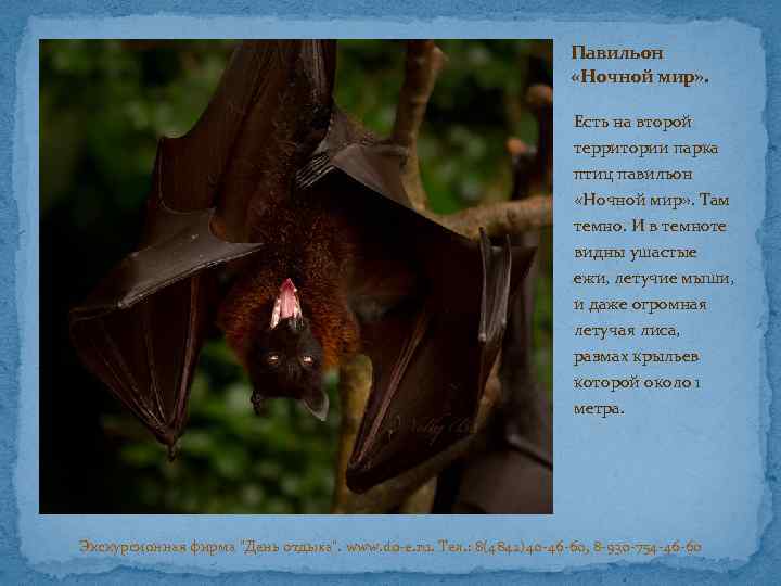 Павильон «Ночной мир» . Есть на второй территории парка птиц павильон «Ночной мир» .