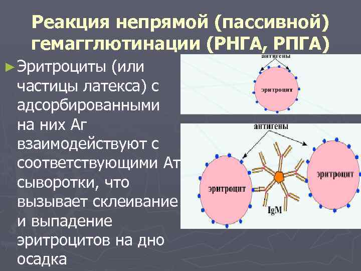 Реакция гемагглютинации презентация