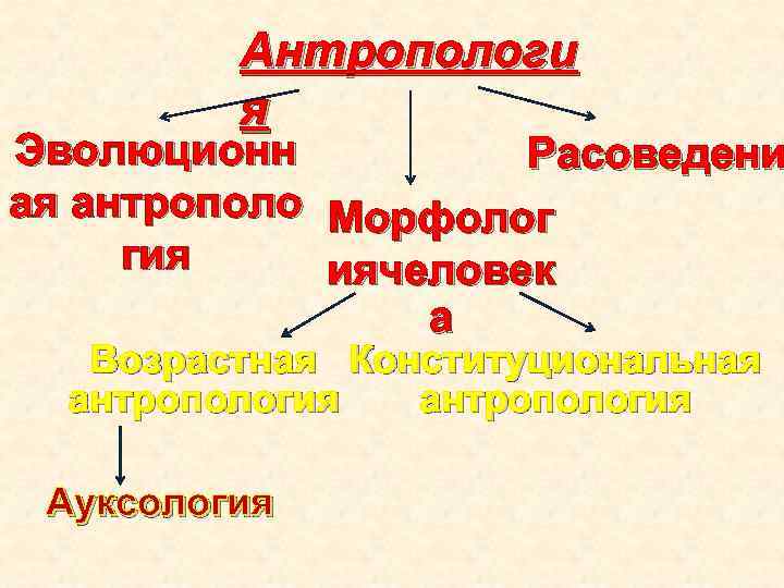 Антропологи я Эволюционн Расоведени ая антрополо Морфолог гия иячеловек а Возрастная Конституциональная антропология Ауксология