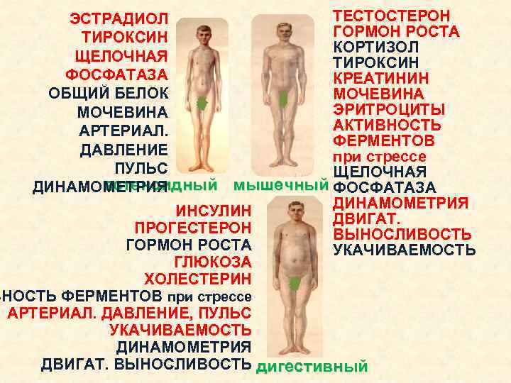 ТЕСТОСТЕРОН ЭСТРАДИОЛ ГОРМОН РОСТА ТИРОКСИН КОРТИЗОЛ ЩЕЛОЧНАЯ ТИРОКСИН ФОСФАТАЗА КРЕАТИНИН ОБЩИЙ БЕЛОК МОЧЕВИНА ЭРИТРОЦИТЫ