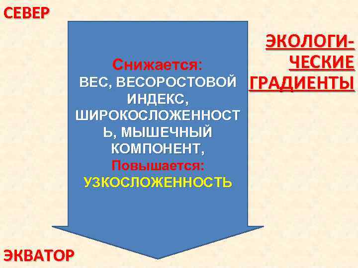 СЕВЕР Снижается: ВЕС, ВЕСОРОСТОВОЙ ИНДЕКС, ШИРОКОСЛОЖЕННОСТ Ь, МЫШЕЧНЫЙ КОМПОНЕНТ, Повышается: УЗКОСЛОЖЕННОСТЬ ЭКВАТОР ЭКОЛОГИЧЕСКИЕ ГРАДИЕНТЫ