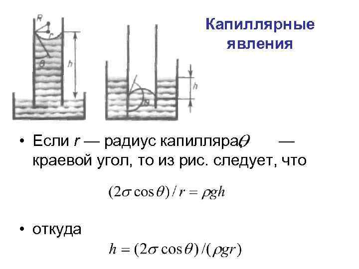 Капиллярные явления в природе презентация