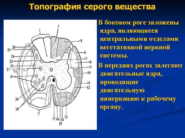 Центральное ядро спинного мозга. Ядра бокового рога спинного мозга. Серое и белое вещество спинного мозга анатомия. Двигательные ядра спинного мозга. Строение серого и белого вещества спинного мозга.