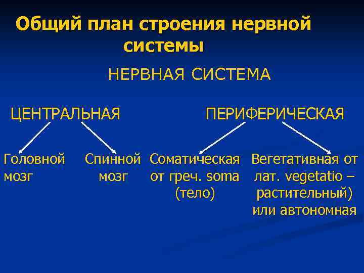 Общий план строения нервной системы НЕРВНАЯ СИСТЕМА ЦЕНТРАЛЬНАЯ Головной мозг ПЕРИФЕРИЧЕСКАЯ Спинной Соматическая Вегетативная