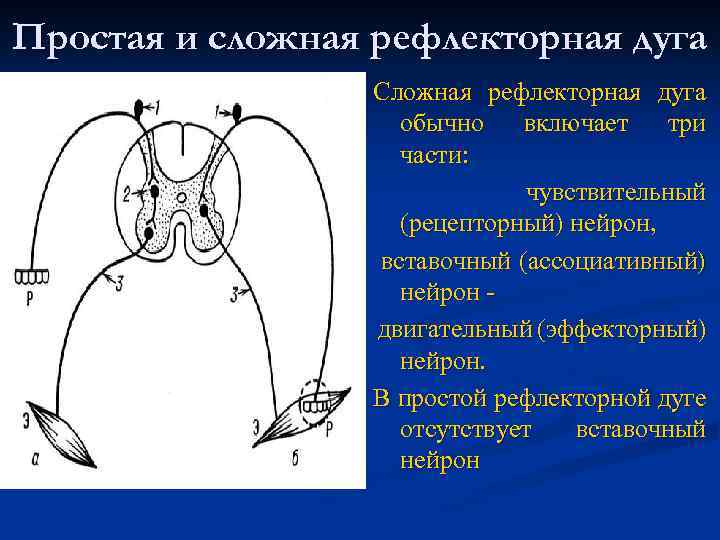 Простая и сложная рефлекторная дуга Сложная рефлекторная дуга обычно включает три части: чувствительный (рецепторный)