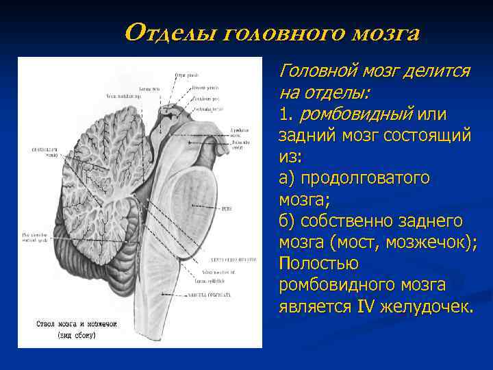 Отделы головного мозга Головной мозг делится на отделы: 1. ромбовидный или задний мозг состоящий