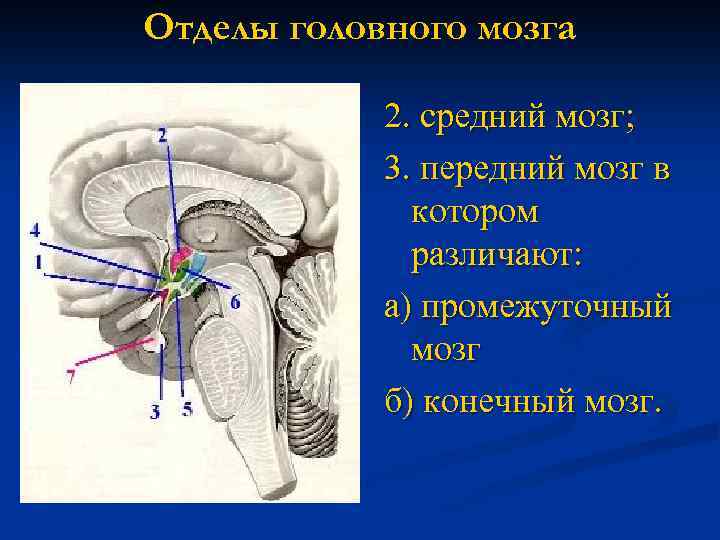 Отделы головного мозга 2. средний мозг; 3. передний мозг в котором различают: а) промежуточный